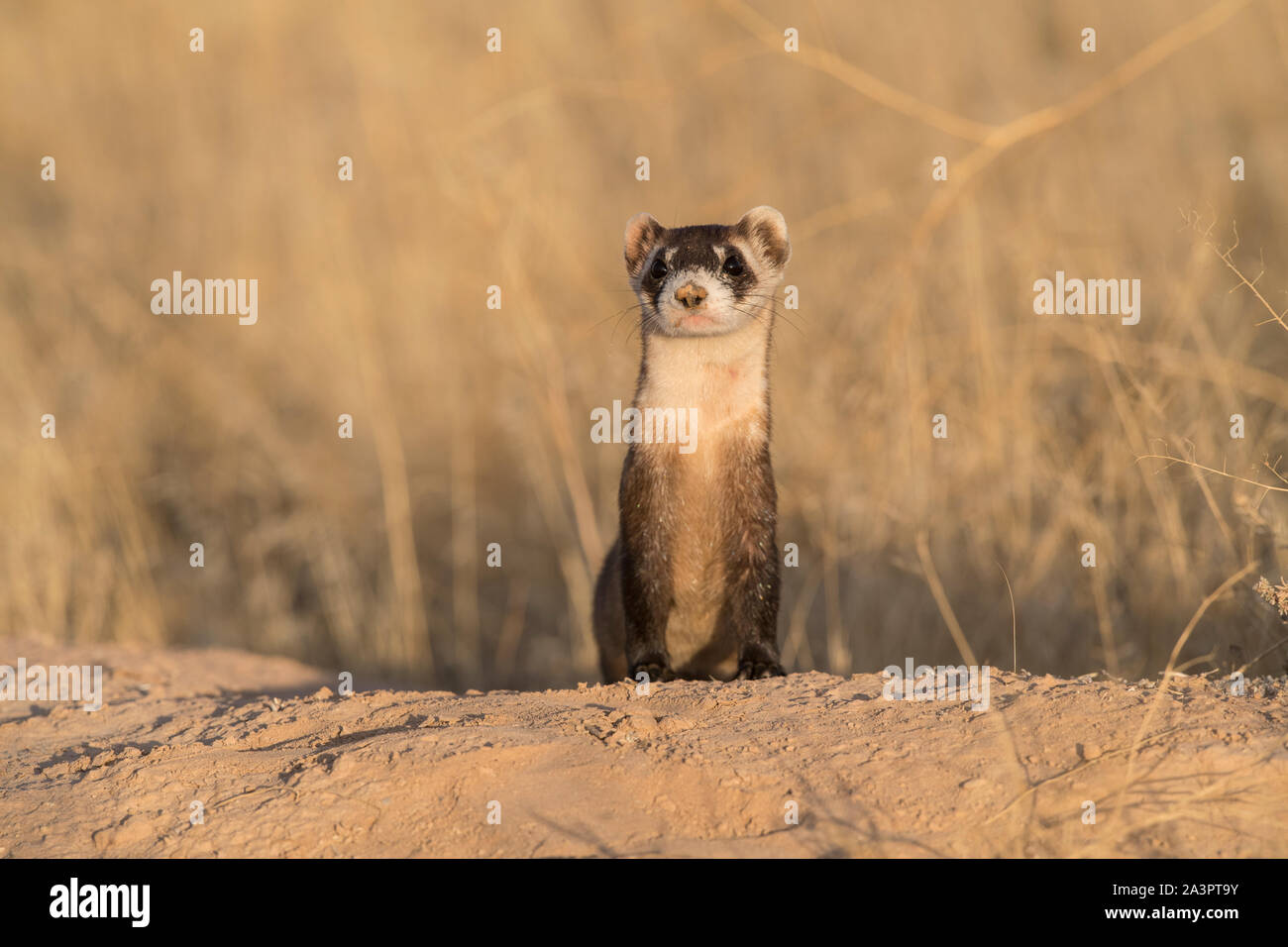 Wild black-footed ferret au site de dissémination dans l'Utah Banque D'Images