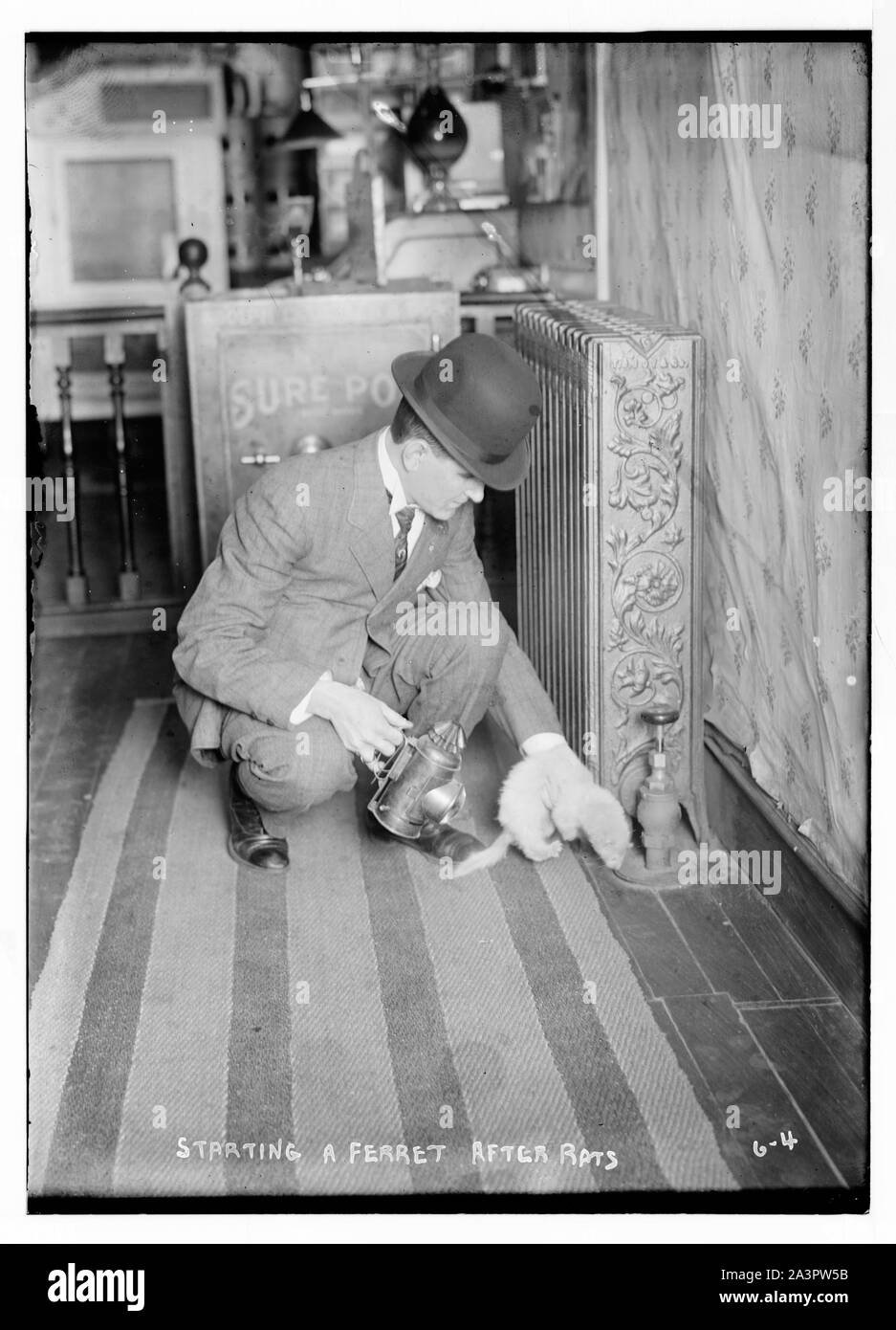 Démarrage d'un furet après le rat Banque D'Images