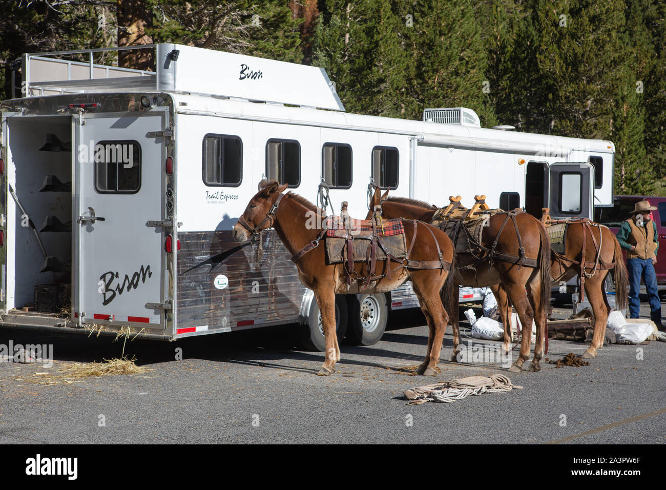 Poids des mulets par un remorque pour cheval d'avoir leurs packs chargé au départ du sentier des appartements dans l'Est de la sierra Nevada de Californie USA Banque D'Images