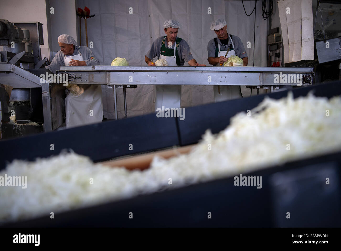 Filderstadt, Allemagne. 09Th Oct, 2019. Contrôle des travailleurs a fait des choux avant qu'ils sont prévus. Ils deviennent la choucroute. Les agriculteurs sont satisfaits de leur récolte de filderkraut jusqu'à présent. Crédit : Sébastien Gollnow/dpa/Alamy Live News Banque D'Images