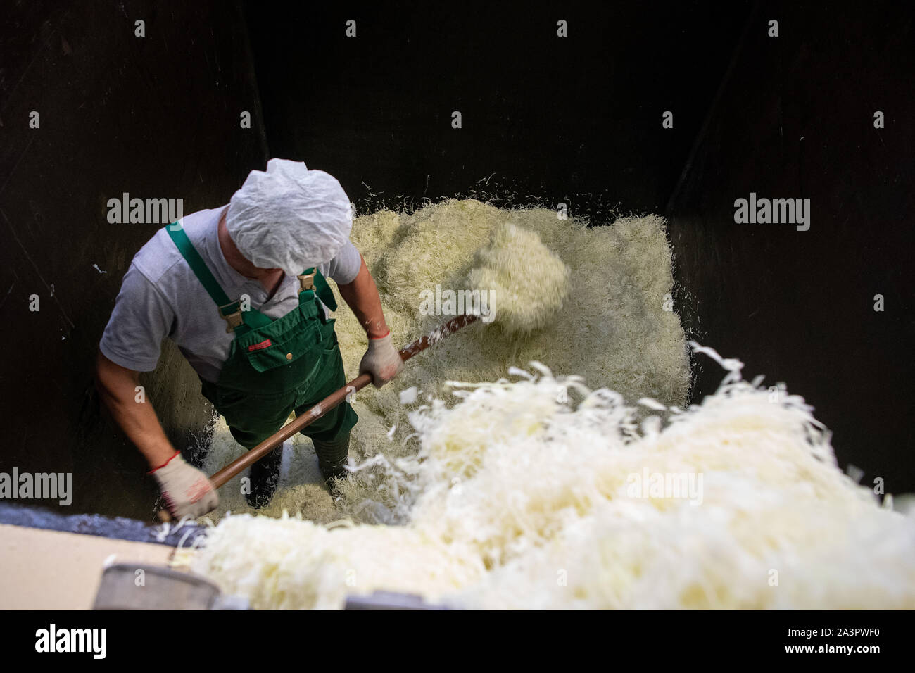 Filderstadt, Allemagne. 09Th Oct, 2019. Un travailleur a raboté les couches de chou dans un récipient pour faire la choucroute. Les agriculteurs sont satisfaits de leur récolte de filderkraut jusqu'à présent. Crédit : Sébastien Gollnow/dpa/Alamy Live News Banque D'Images