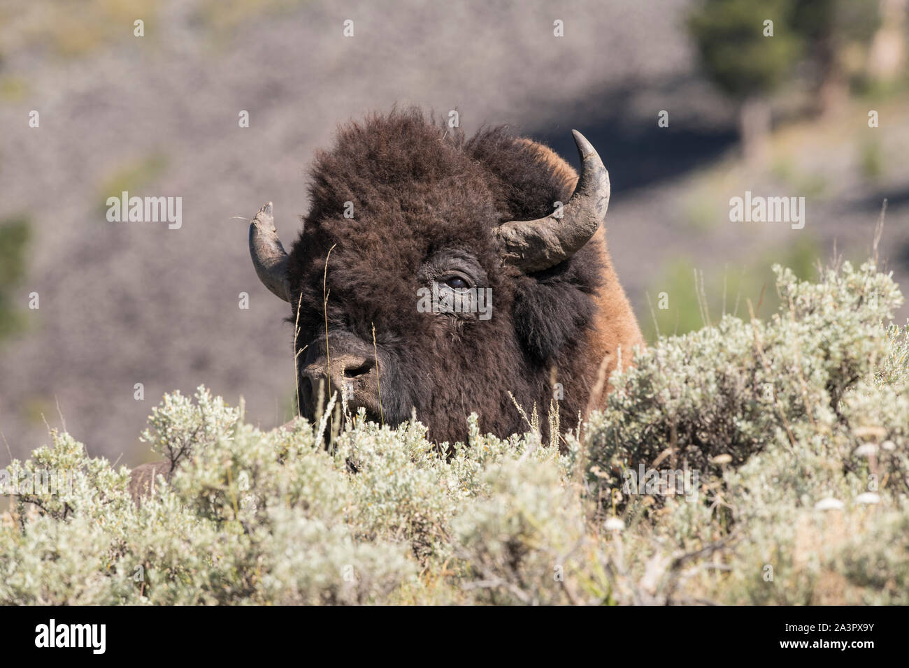Bison Yellowstone reposant sur une colline Banque D'Images Bison Yellowstone reposant sur une colline Banque D'Images