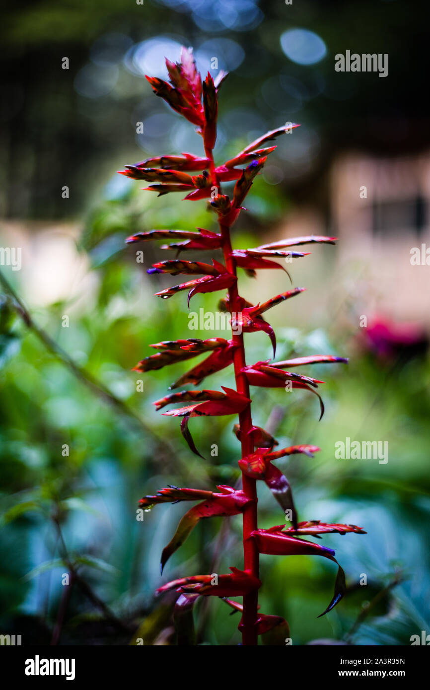 Jeu de tennis Banque D'Images