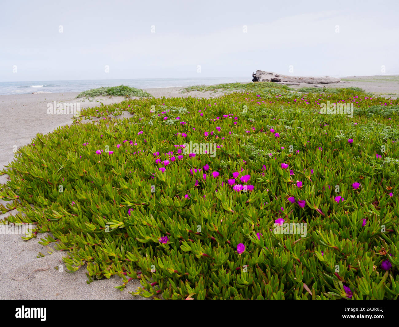 Fleurs sauvages Agate Beach, Trinidad, CA Banque D'Images