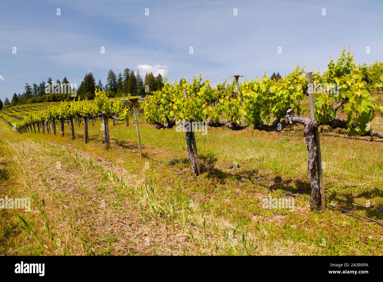 Le Comté de Sonoma en Californie, vignoble Banque D'Images