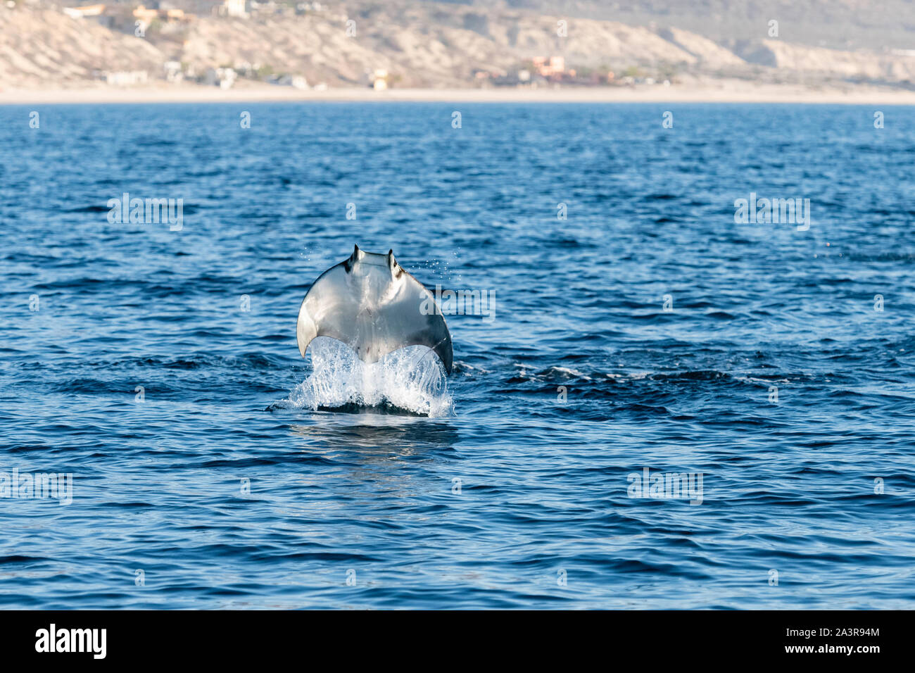 Mobula munkiana Mobula rayons, violer, tôt le matin, la mer de Cortes, Baja California, Mexique. Banque D'Images