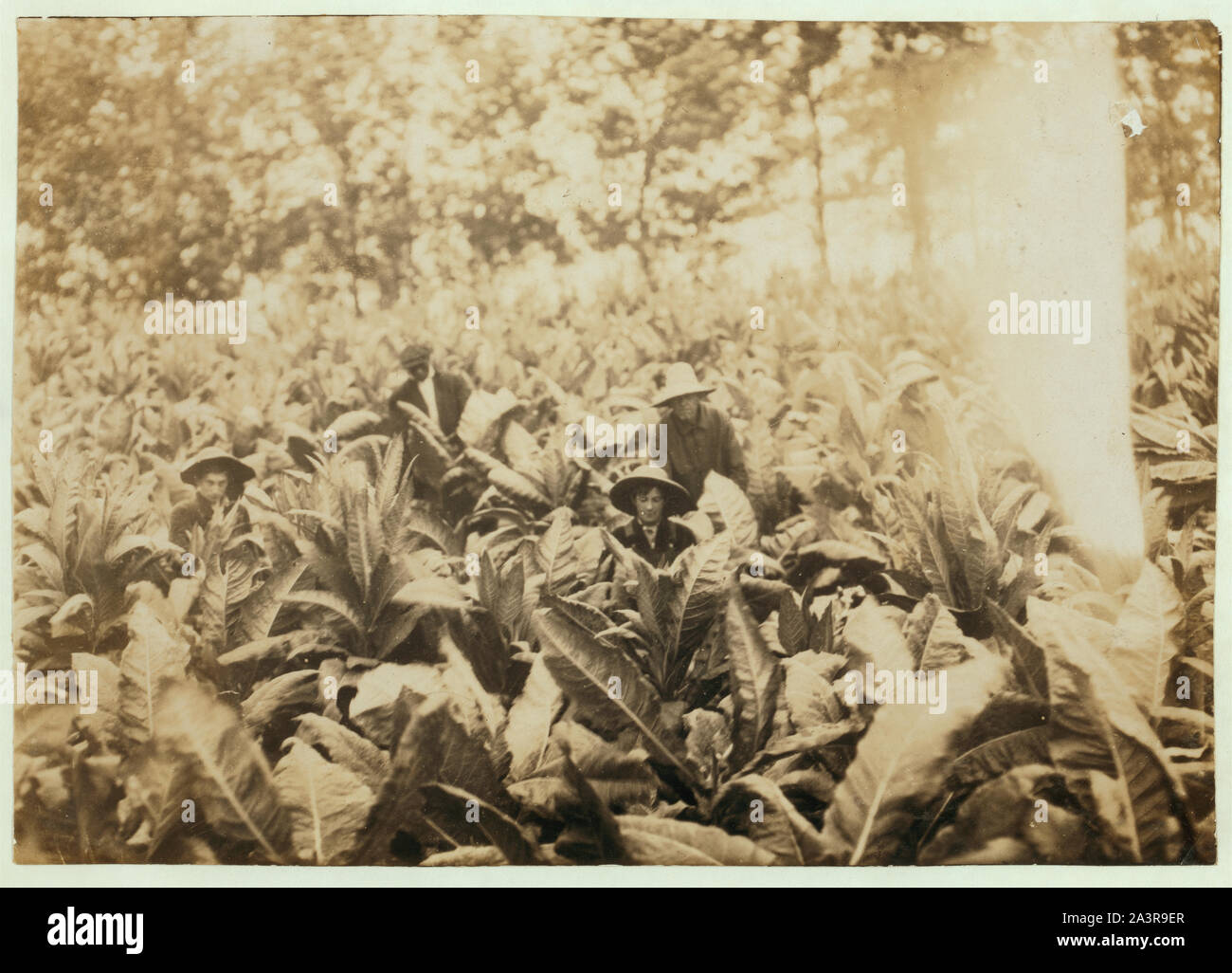 Sur le tabac à drageons Lowe Farm. W. Lewis Hine. Voir 4485. Banque D'Images