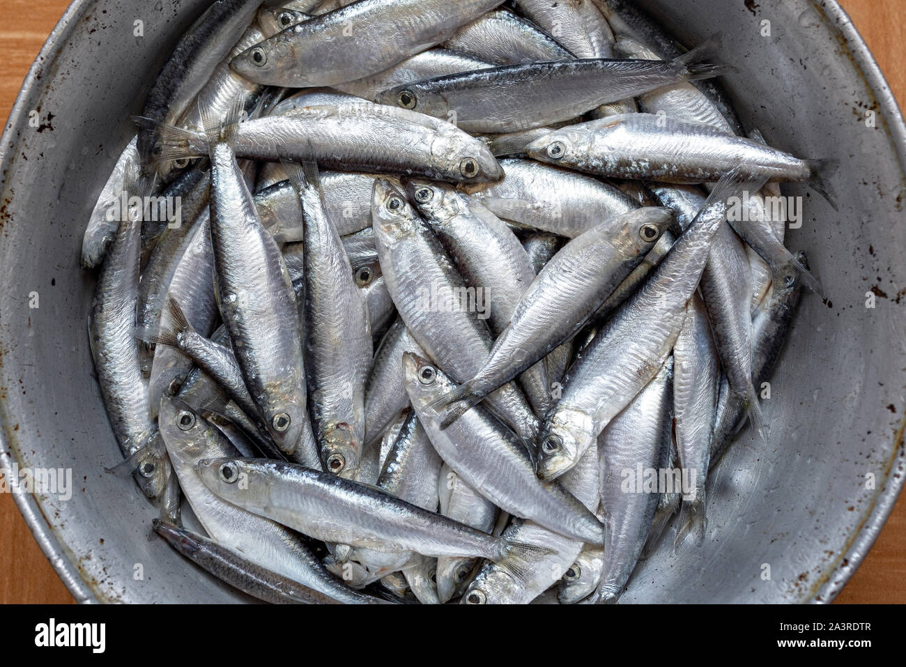 Le sprat fraîchement pêché les poissons dans une casserole en métal Banque D'Images
