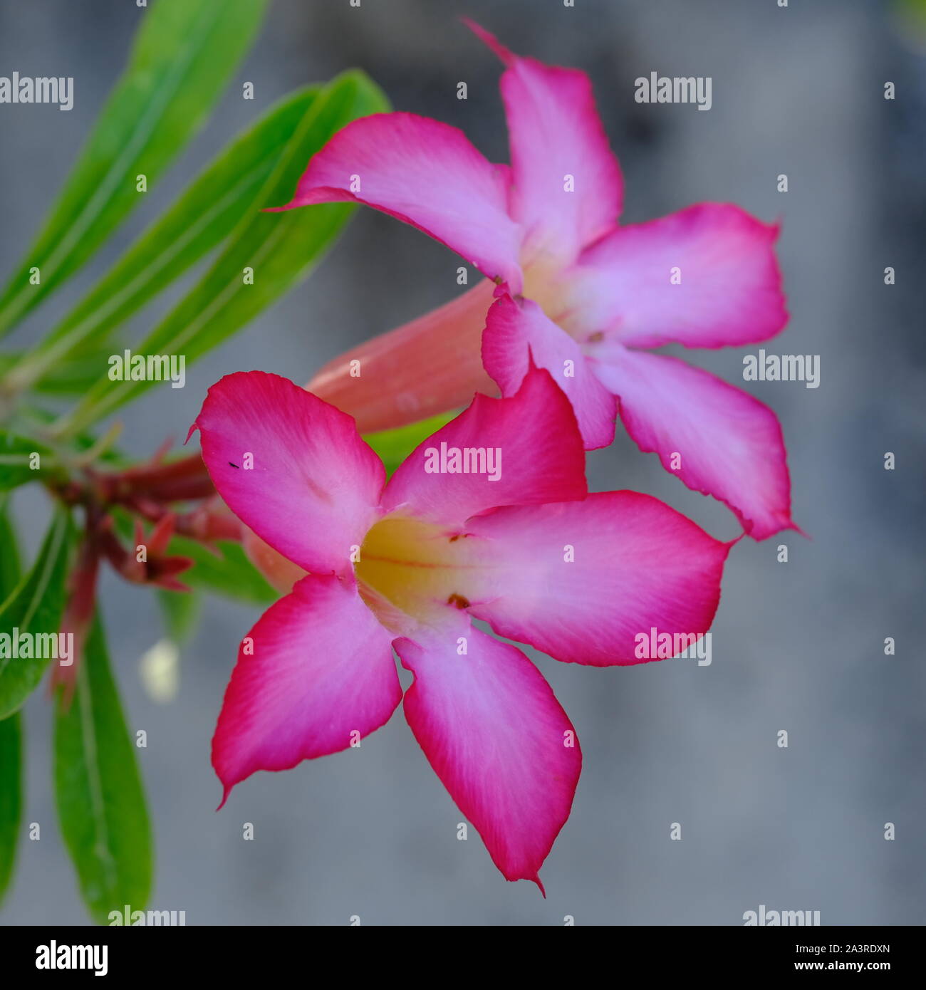 L'INDONESIE Sumba flowering plant - Adenium obesum pink Banque D'Images