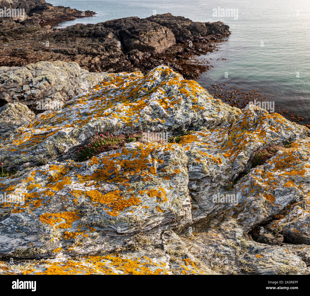 Couverts de lichens à la formation de la roche de schiste, Porth Dafarch Anglesey, au nord du Pays de Galles Banque D'Images