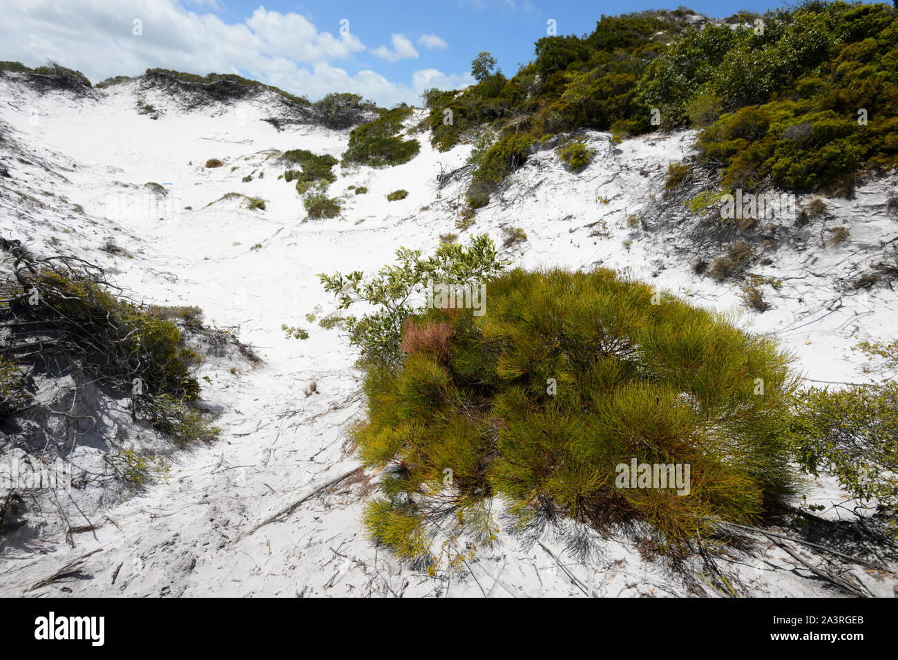 La végétation côtière qui poussent sur les collines de sable de silice, Elim, Far North Queensland, Queensland, Australie, FNQ Banque D'Images