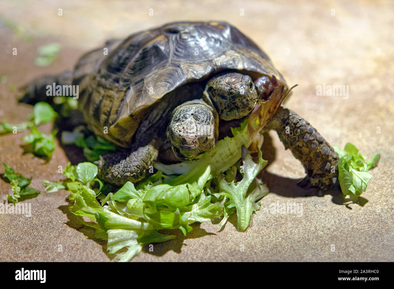 Deux têtes - tortue grecque Testudo graeca Banque D'Images