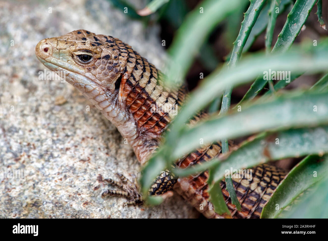 Lézard plaqué géant - Gerrhosaurus validus Banque D'Images