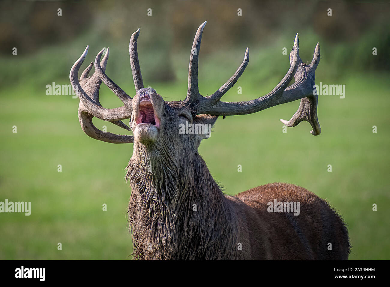 Une photographie très proche de la tête et de bois d'un cerf rouge royal stag. Sa bouche est ouverte et la tête en arrière comme il soufflets à avertir les concurrents hors Banque D'Images