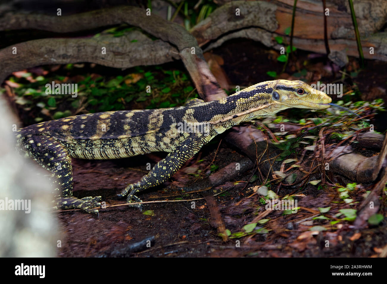 Contrôle de l'eau à tête jaune - Varanus cumingi Banque D'Images