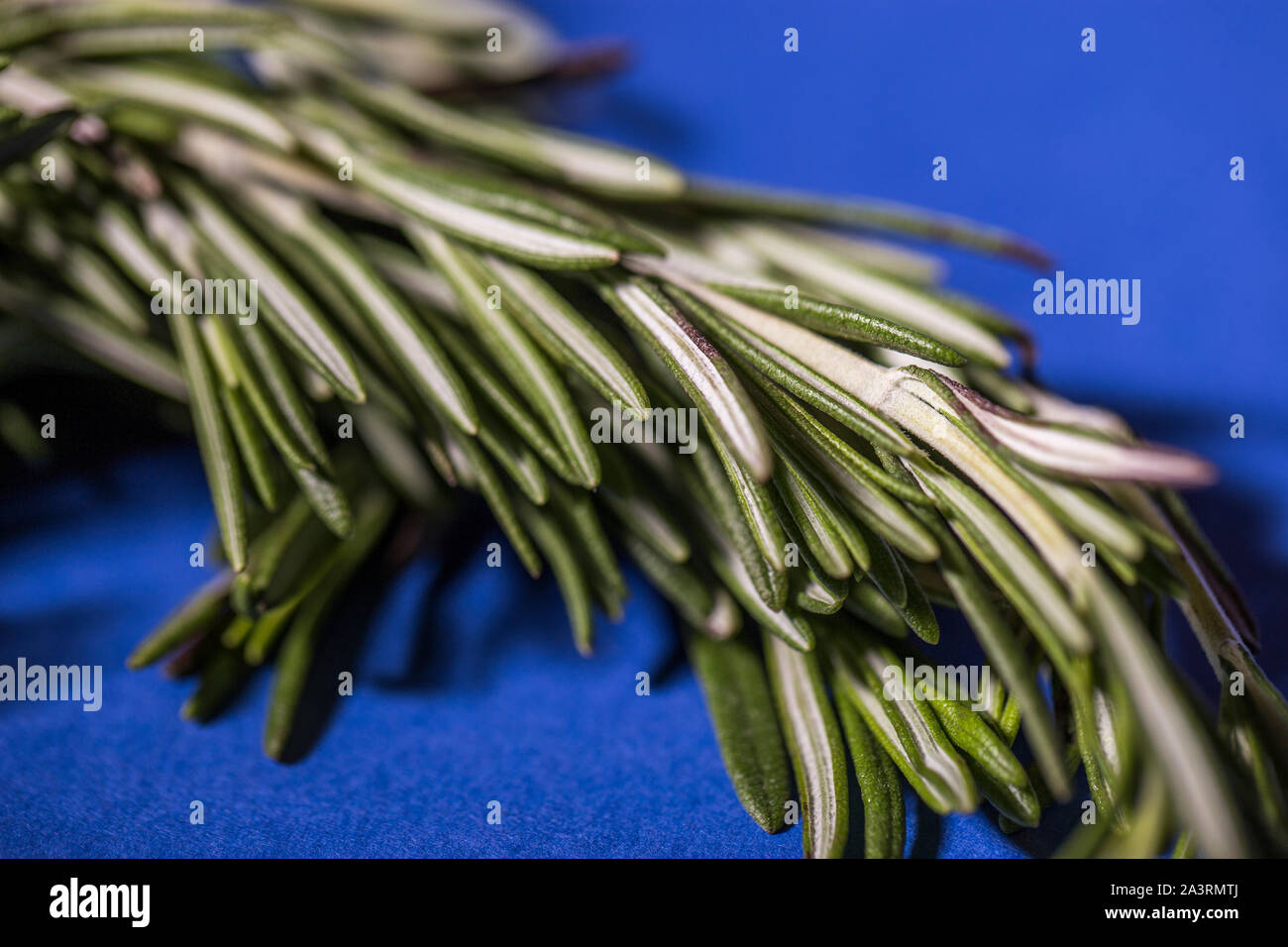 Romarin frais isolé sur fond bleu. Banque D'Images