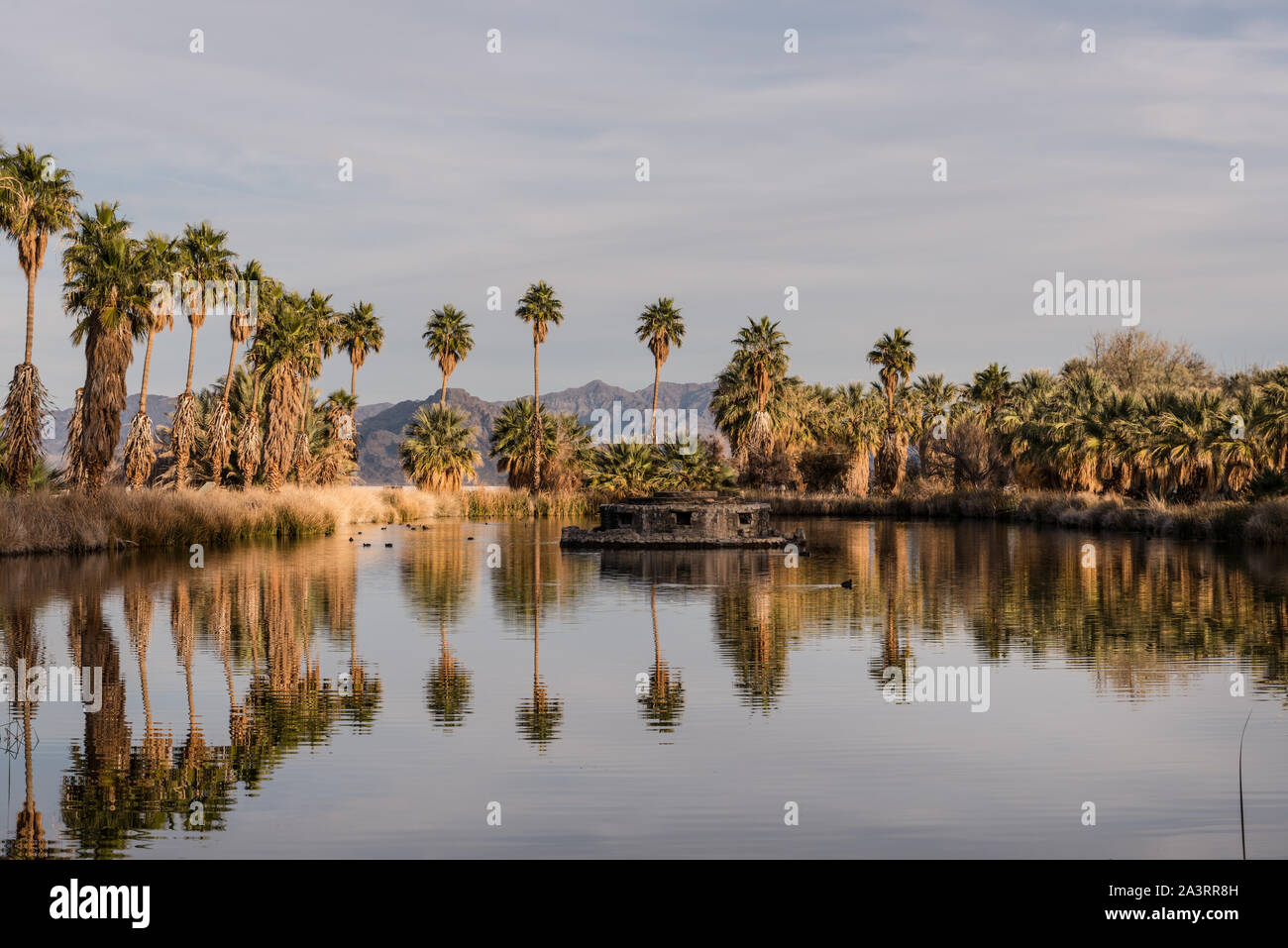 De grands palmiers entourant un étang artificiel appelé Lake Tuendae au centre d'études sur le désert à la petite colonie de Zzyzx, près de Baker et adjacent à la réserve nationale de Mojave en Californie du sud-est Banque D'Images