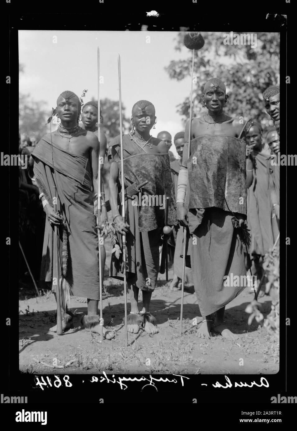 Tanganyika. Arusha. Guerriers Masai avec leurs lances brillantes au mariage Banque D'Images
