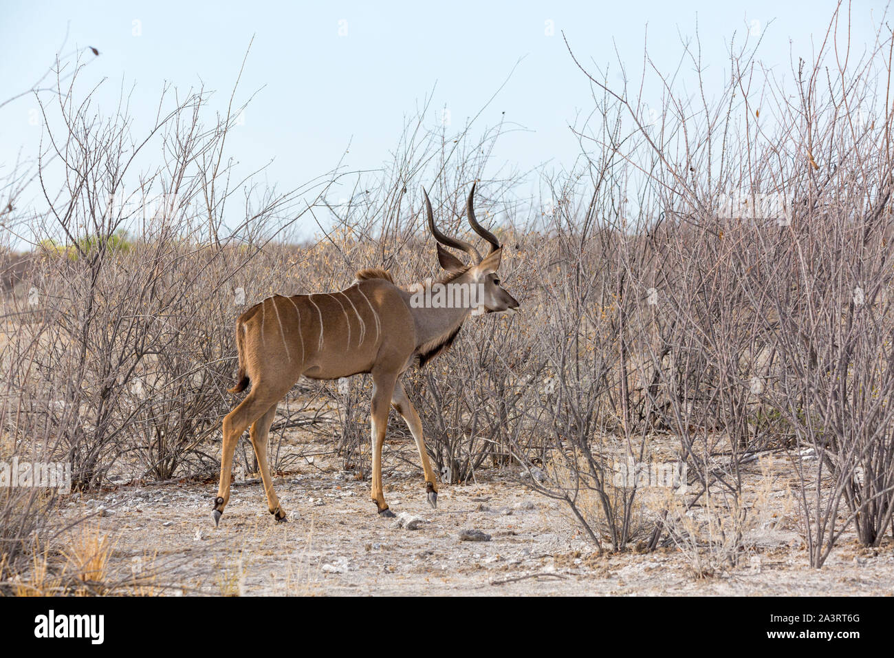 Grand Koudou mâle marche à travers un paysage aride et stérile, la Namibie, l'Afrique Banque D'Images