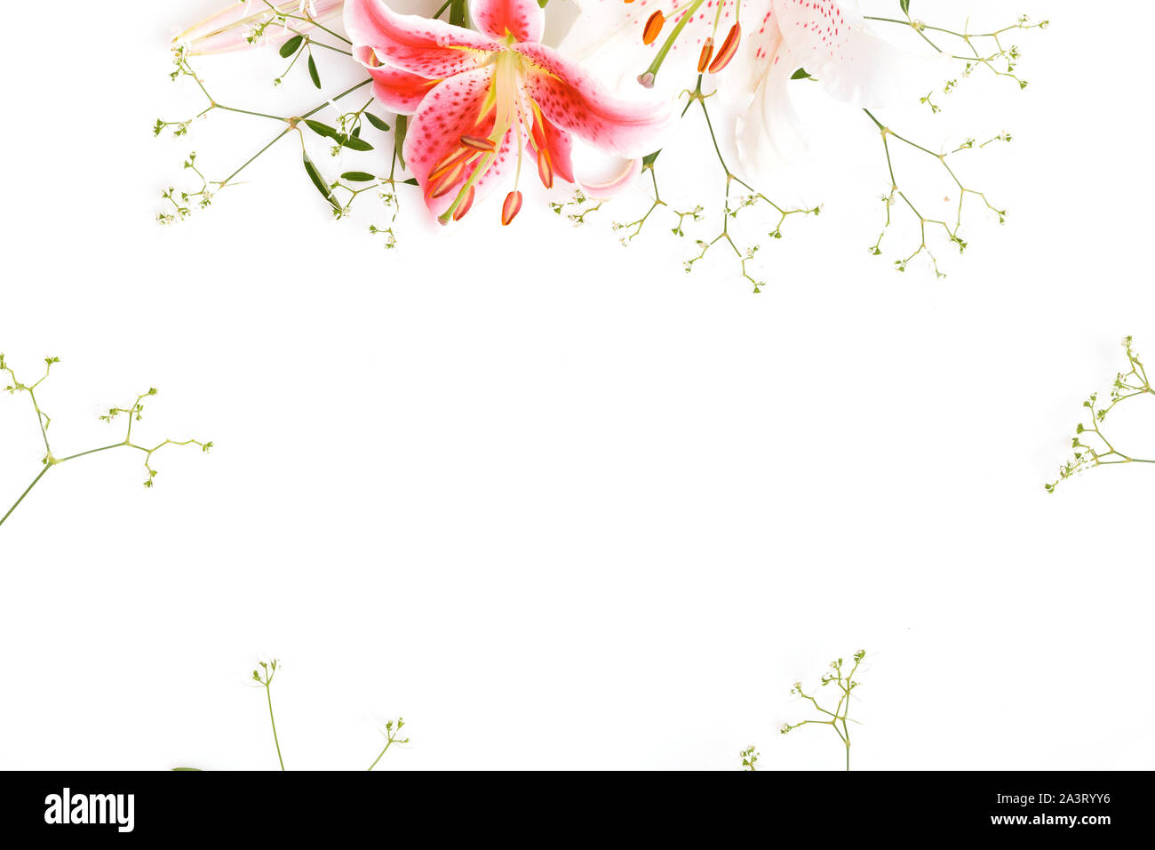 Composition de fleurs. Cadre fait de rose et de fleurs de lys blanc sur fond blanc. Mise à plat, vue du dessus, copiez l'espace. Banque D'Images