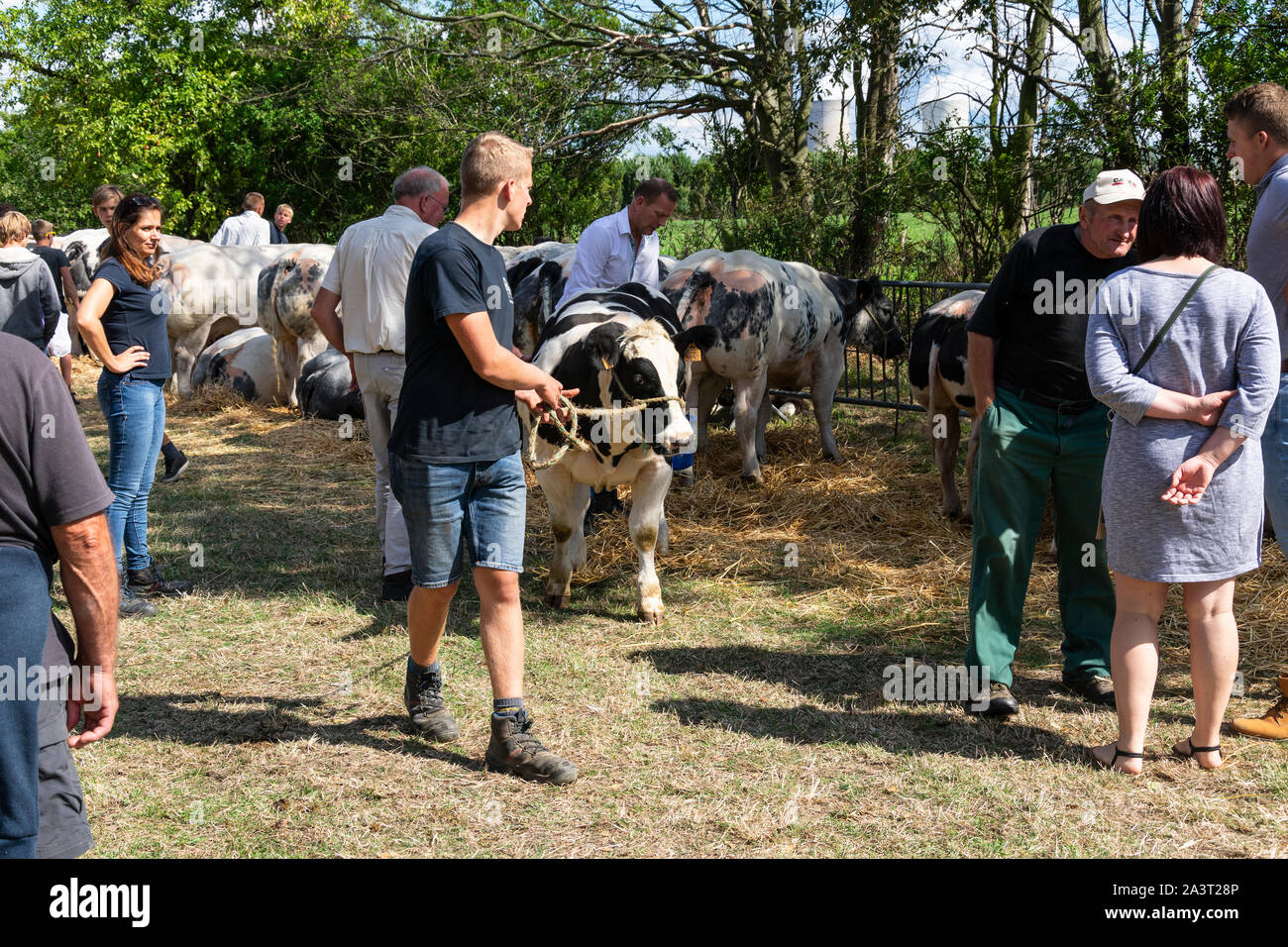 Kieldrecht, Belgique, 1 septembre 2019, au show de bovins que l'homme prend la vache retour à l'appréciation du jury Banque D'Images