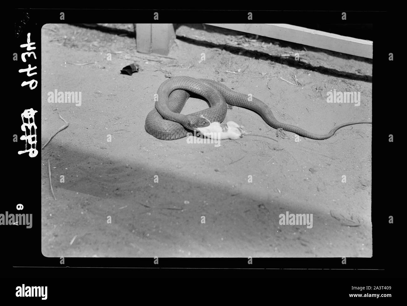 Zoo de Tel Aviv. Snake commence à dévorer le rat. La proie est généralement avalé la tête la première Banque D'Images