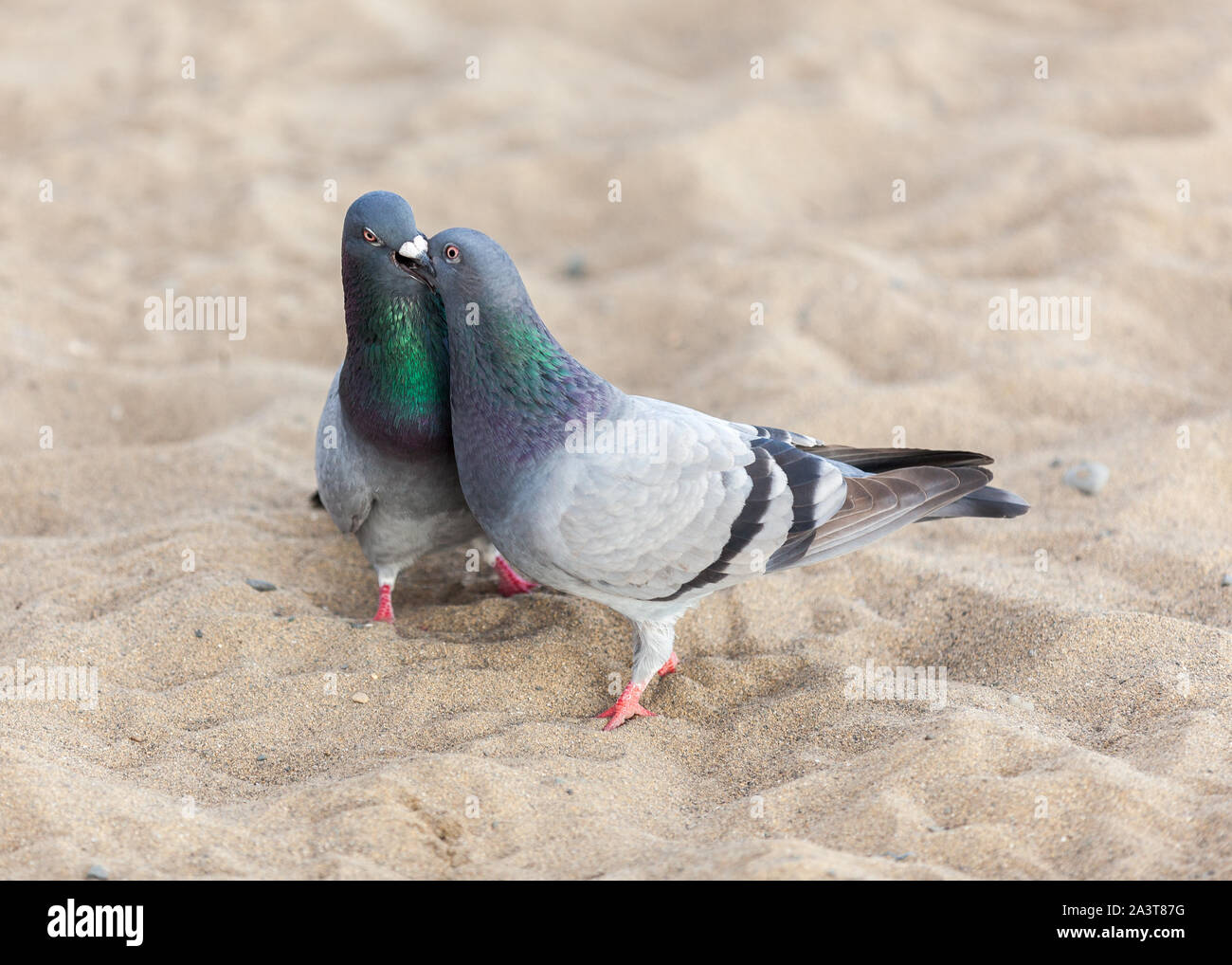 Pigeons sur le sable l'accouplement Banque D'Images