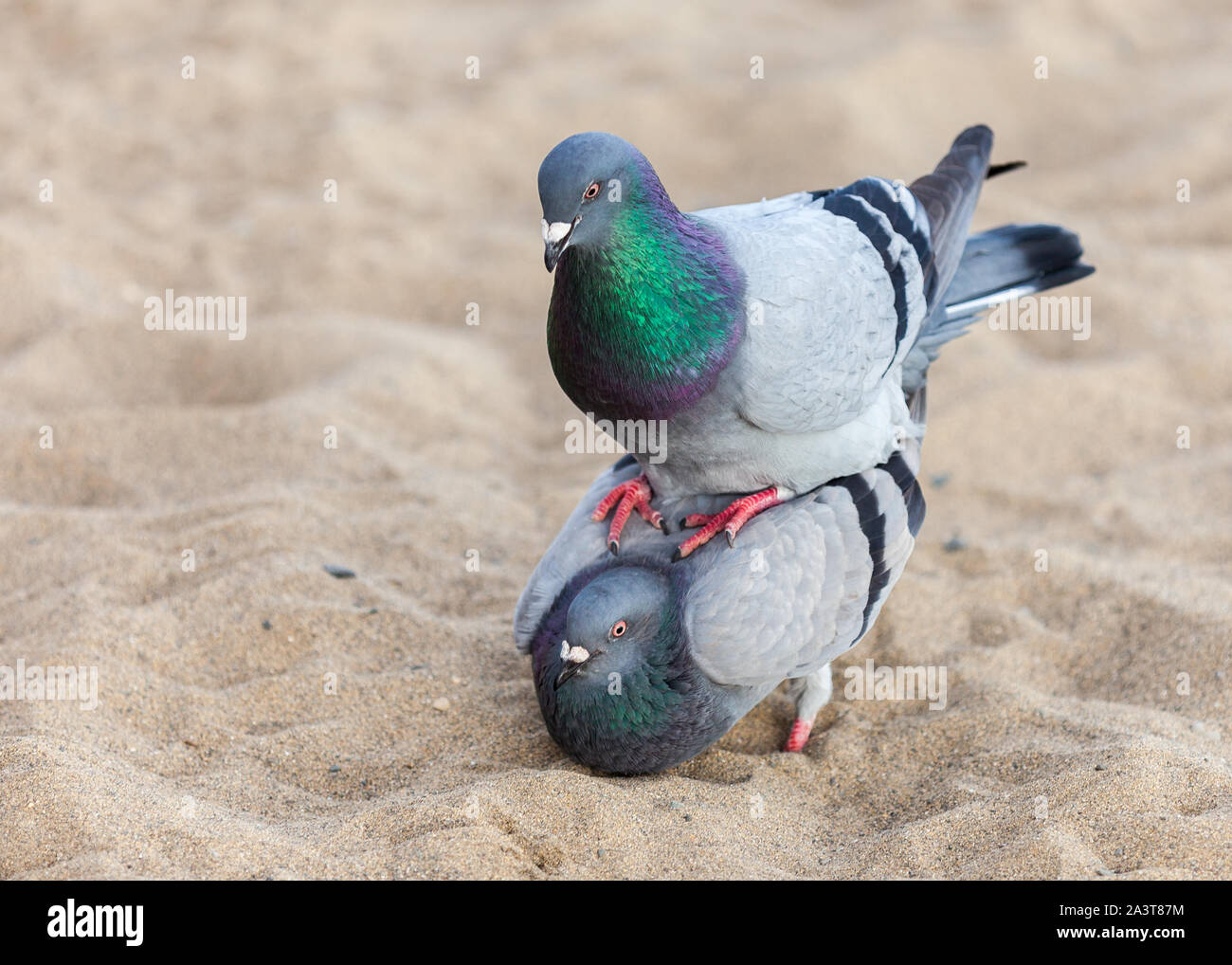 Accouplement des pigeons Banque de photographies et d’images à haute ...
