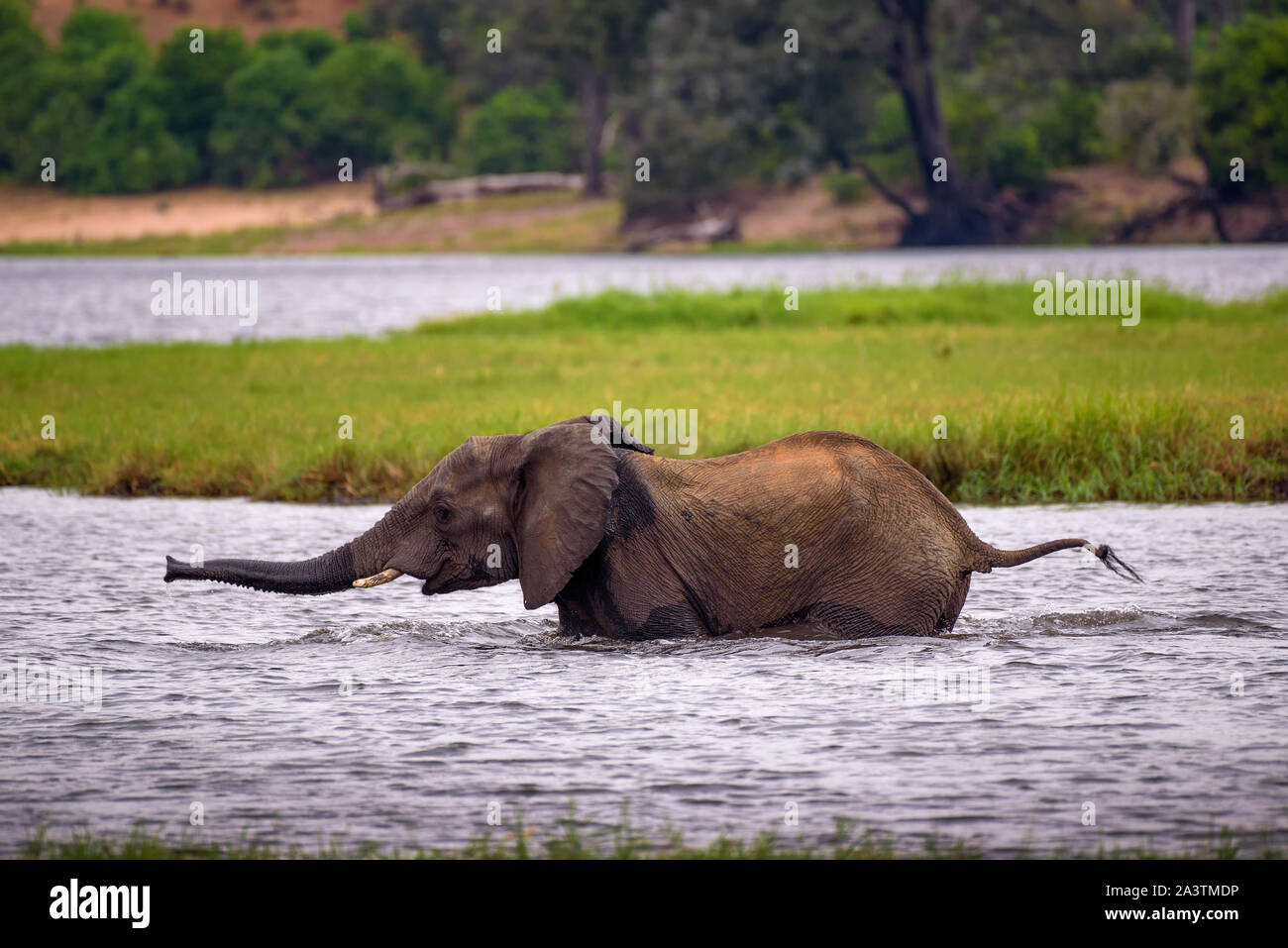 Traversée de l'éléphant dans la rivière Chobe Chobe National Park, Botswana Banque D'Images