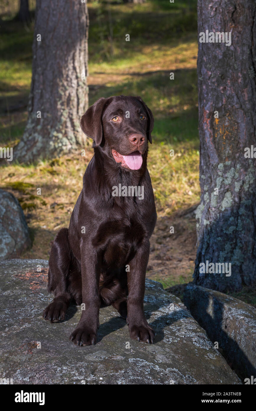 Jeune labrador retriever chiot à l'extérieur le jeu et le plaisir Banque D'Images