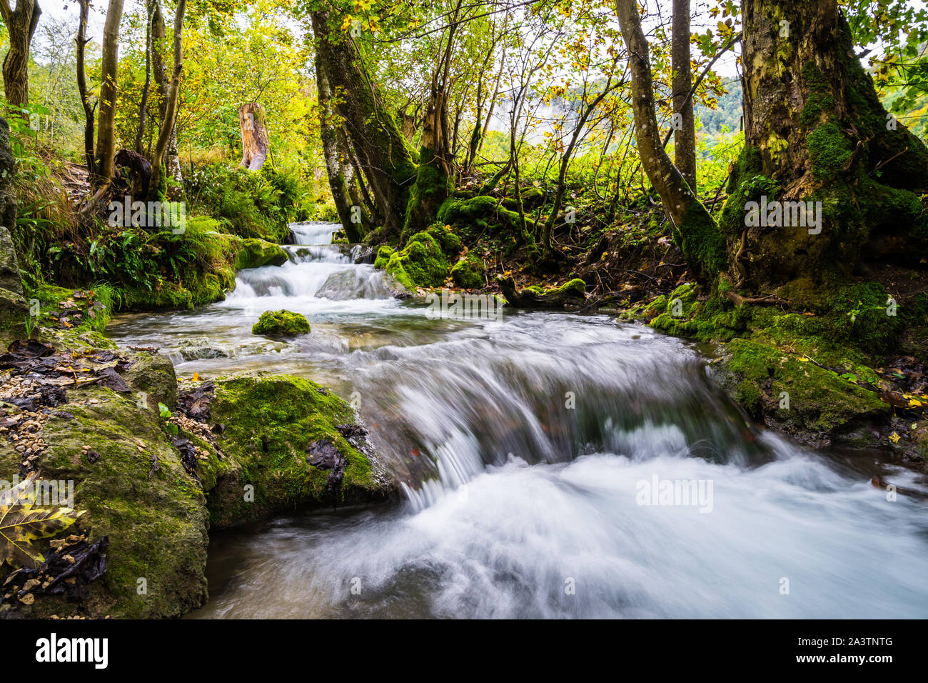 Allemagne, mousse verte couverte de riverside enchantée un petit ruisseau qui coule le long des troncs moussus et les roches en saison d'automne près de Bad Urach Banque D'Images