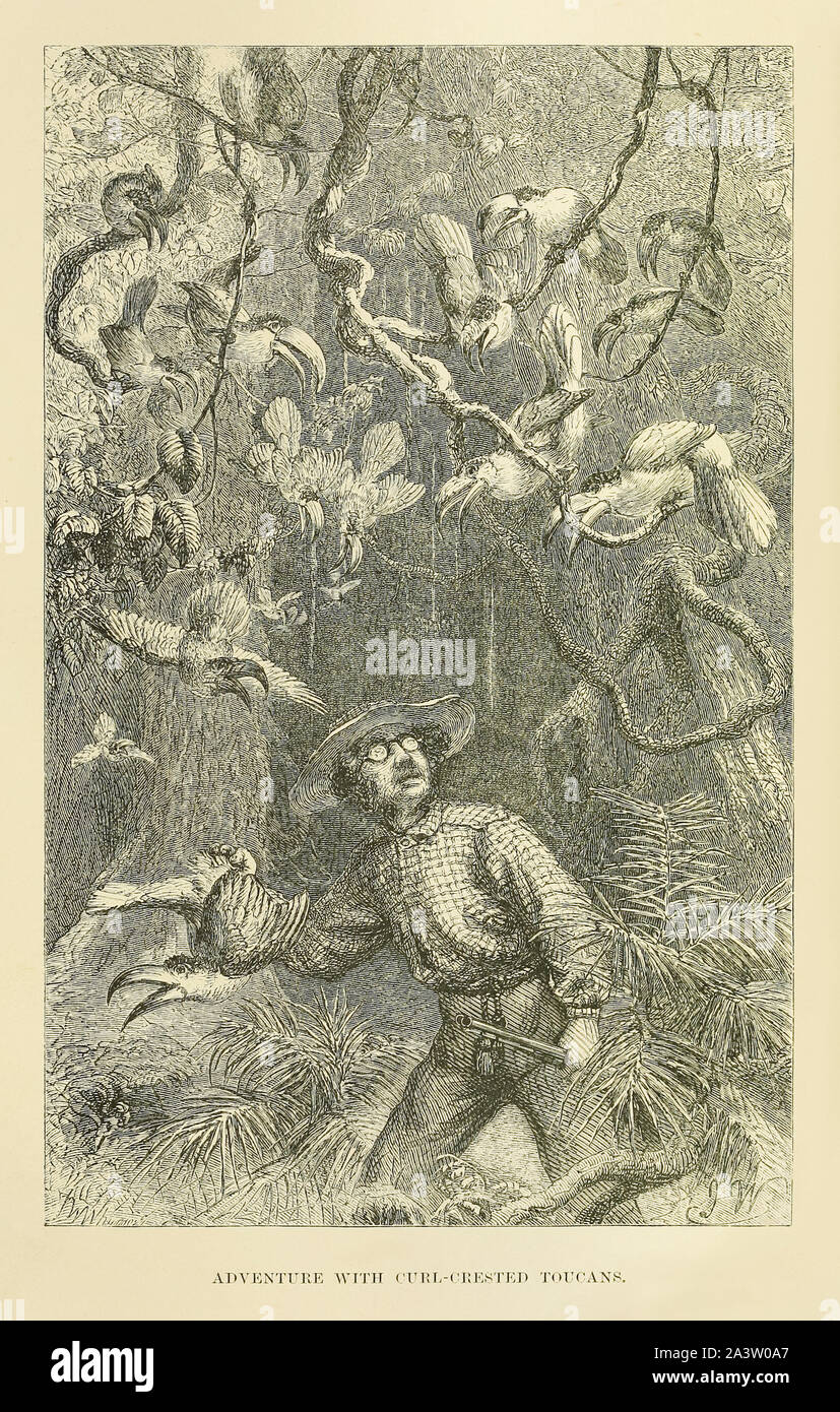 'Aventure avec le Curl-Crested Toucans' montrant Henry Walter Bates (1825-1892) naturaliste et explorateur anglais lors de son expédition vers l'année 11 les forêts tropicales amazoniennes où il a recueilli des exemples de près de 15 000 espèces. Illustration par Joseph Wolf (1820-1899). Voir plus d'informations ci-dessous. Banque D'Images