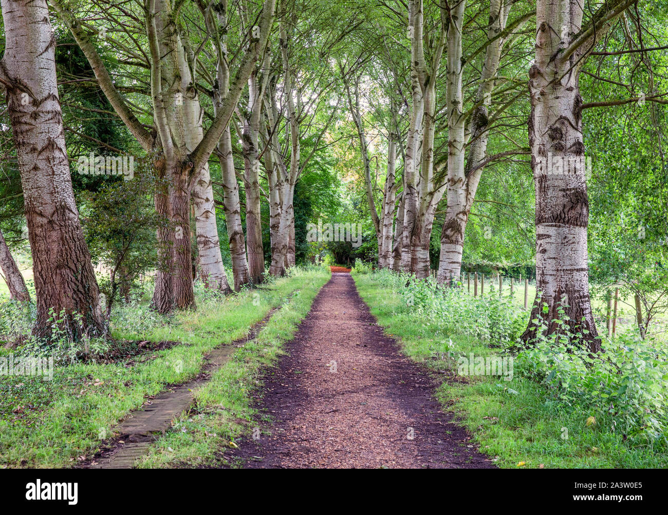 Allée d'arbres menant à St Marys et l'ancien prieuré Ankerwycke Yew Tree près de Runnymede, sur la Tamise à l'ouest de Londres, Royaume-Uni Banque D'Images