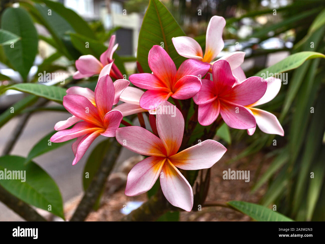 Close up de grande beauté et parfumé de fleurs de frangipanier (Plumeria) sur l'arbre en fleurs dans un cadre paisible, jardin privé Banque D'Images