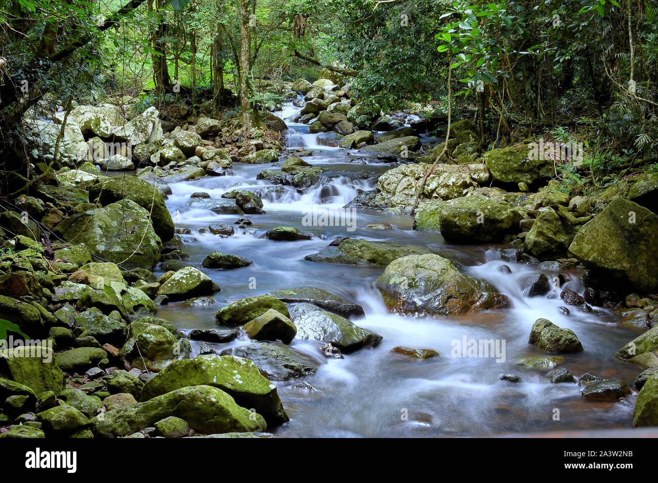 L'Australie, Tamborine Mountain, Côte d'Or : flux dans une forêt Banque D'Images