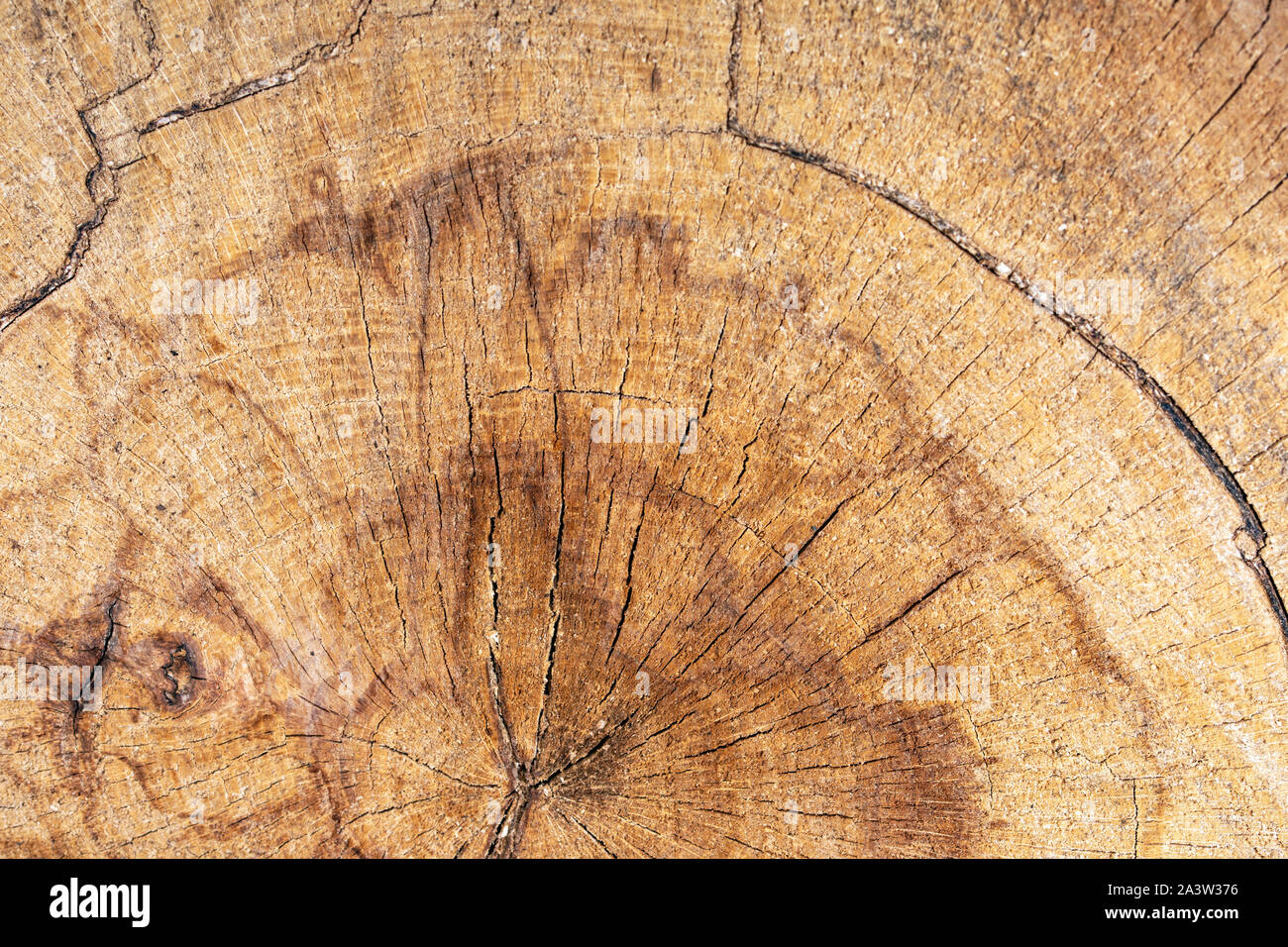 Vieux bois de chêne, coupe d'arbre Banque D'Images