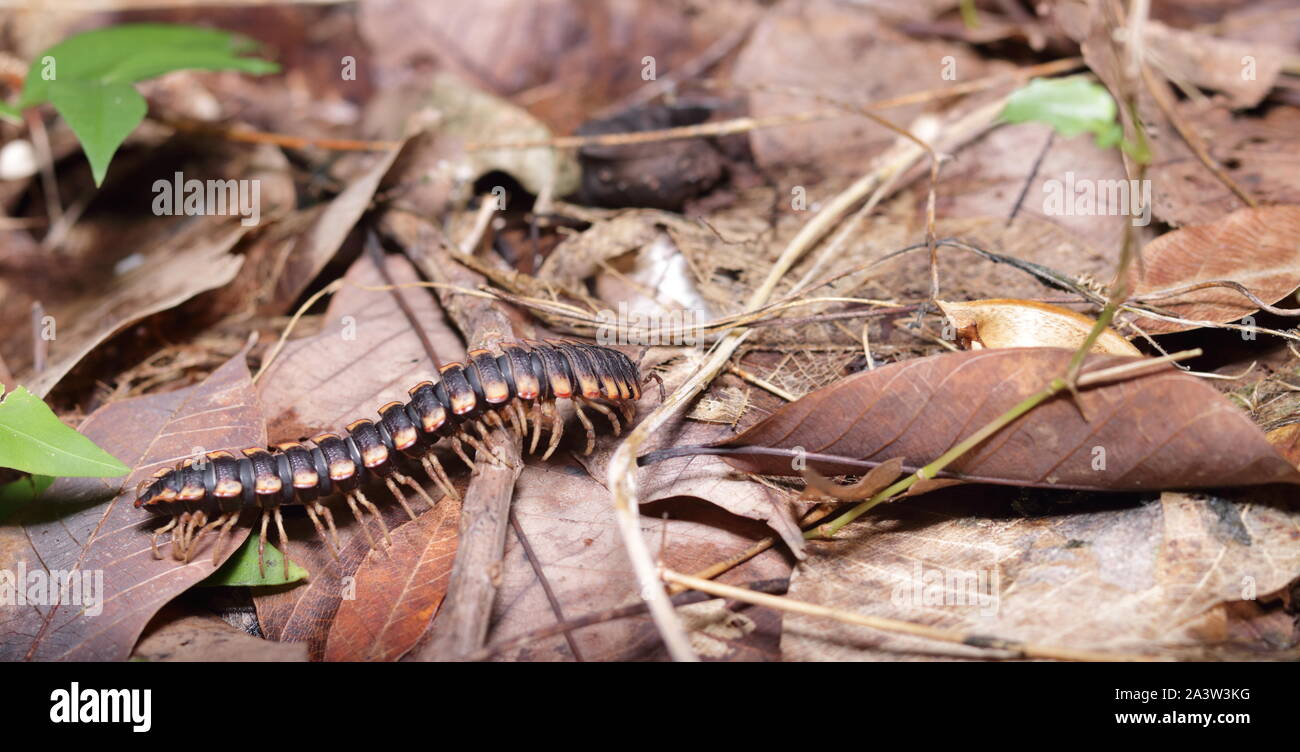 Les Myriapodes, communication appelés « mille-pattes » ou « millipattes » sont des animaux au corps allongé et segmenté, Pourvus de nombreuses pattes. Banque D'Images