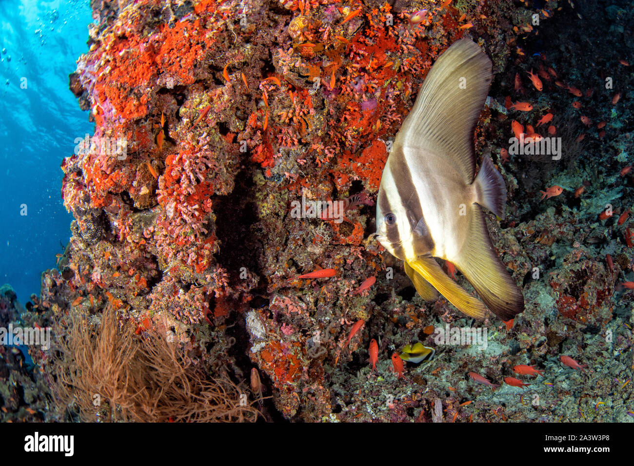 Au cours de la plongée sous-marine poisson bat dans Malives Banque D'Images
