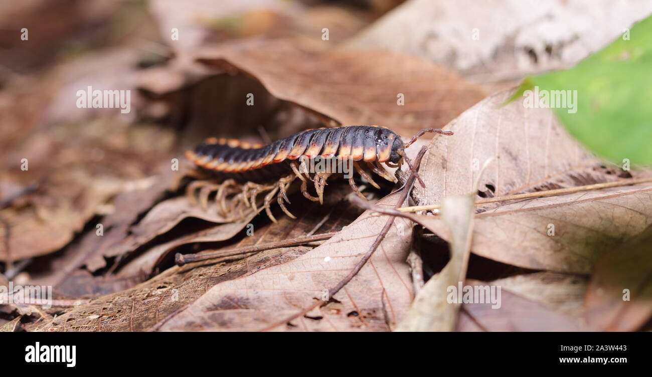 Les Myriapodes, communication appelés « mille-pattes » ou « millipattes » sont des animaux au corps allongé et segmenté, Pourvus de nombreuses pattes. Banque D'Images