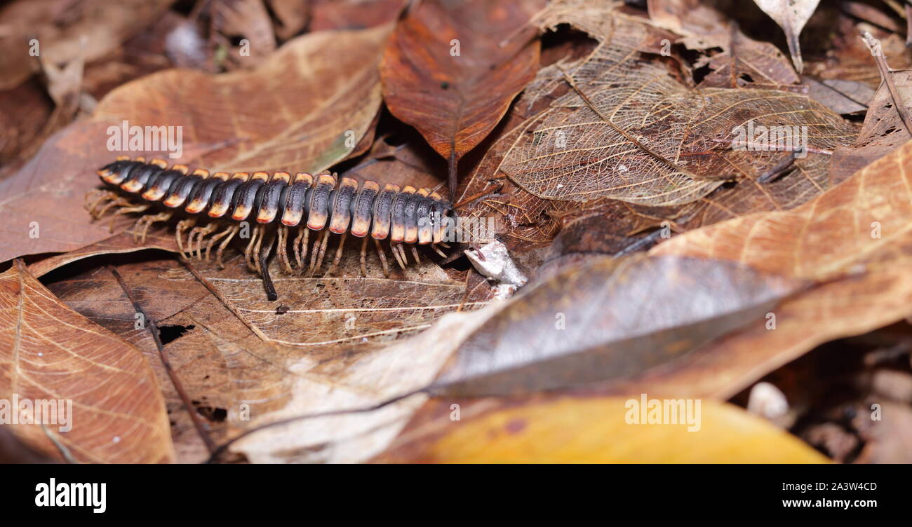 Les Myriapodes, communication appelés « mille-pattes » ou « millipattes » sont des animaux au corps allongé et segmenté, Pourvus de nombreuses pattes. Banque D'Images