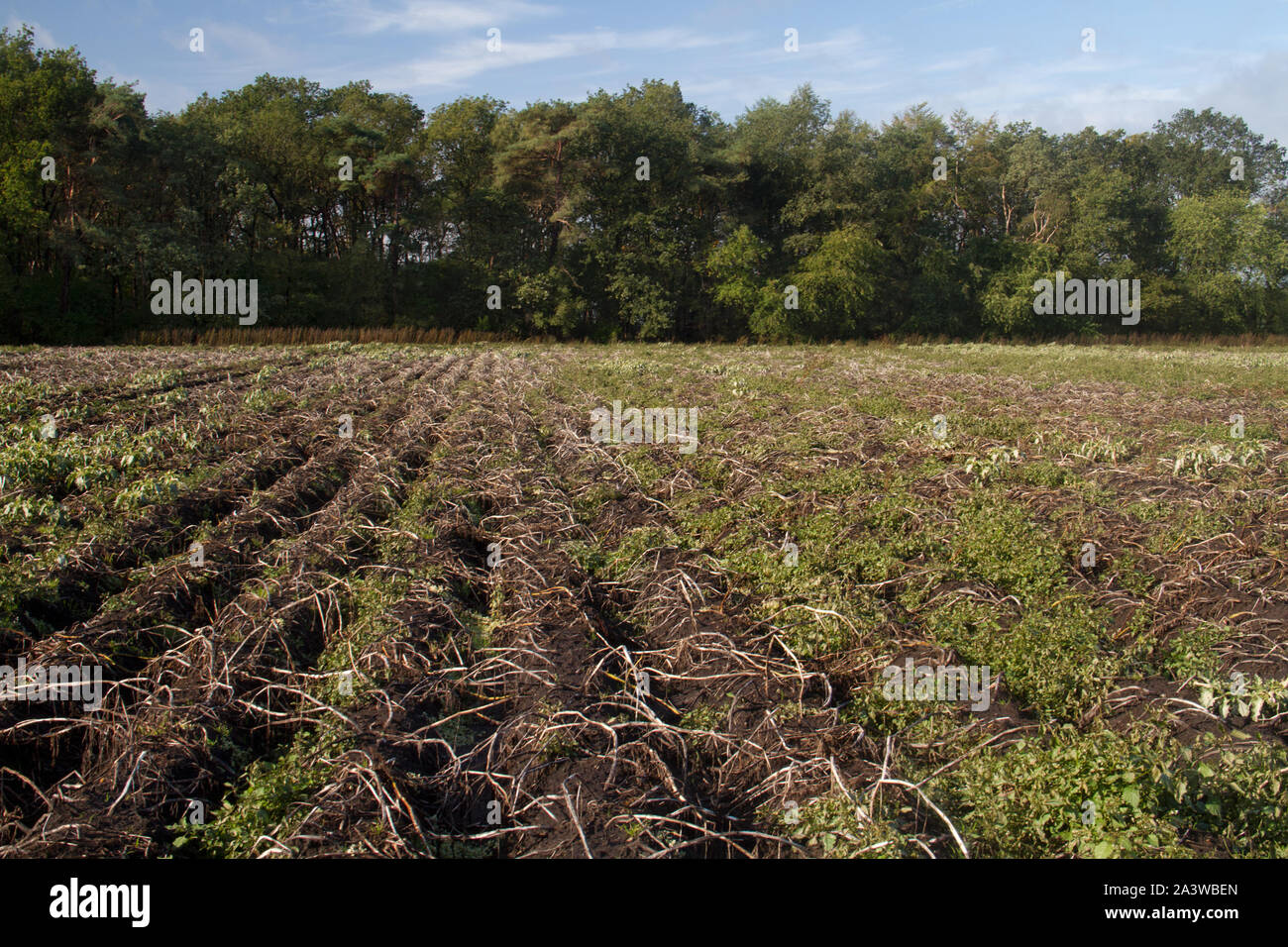 Champ de pommes de terre à l'automne : les crêtes et sillons boueux et plantes flétries Banque D'Images