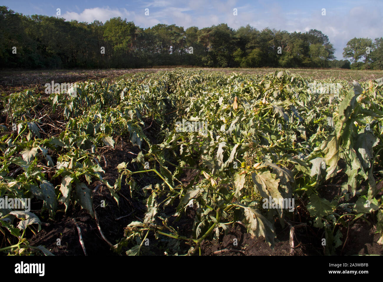Champ de pommes de terre à l'automne : les crêtes et sillons boueux et plantes flétries, couvert par la stramoine. Banque D'Images