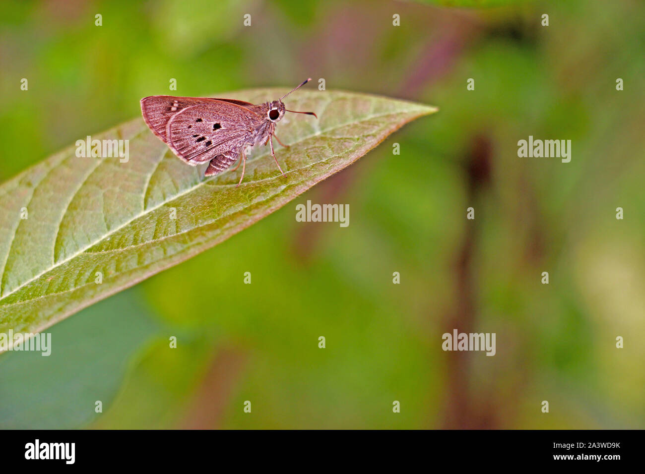 Les papillons sont des insectes dans l'macrolepidopteran clade, qui comprend aussi les mites. Les papillons adultes ont de grandes ailes souvent de couleur vive, Banque D'Images