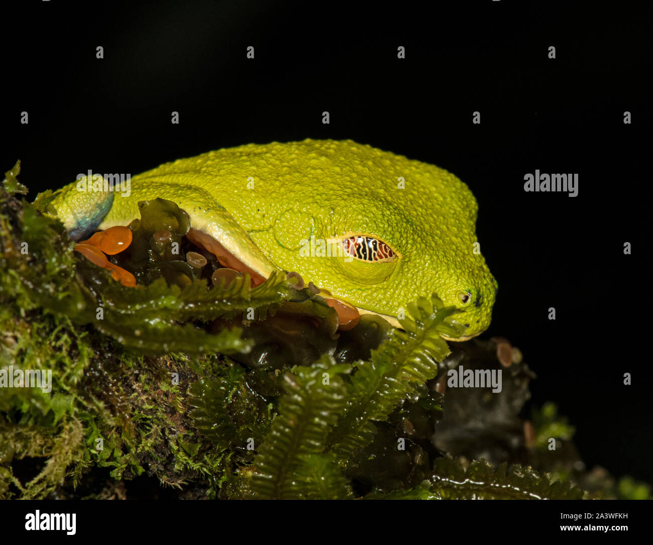 Red-Eyed Tree Frog : agalychnis callidryas. Costa Rica. Contrôlée. Banque D'Images