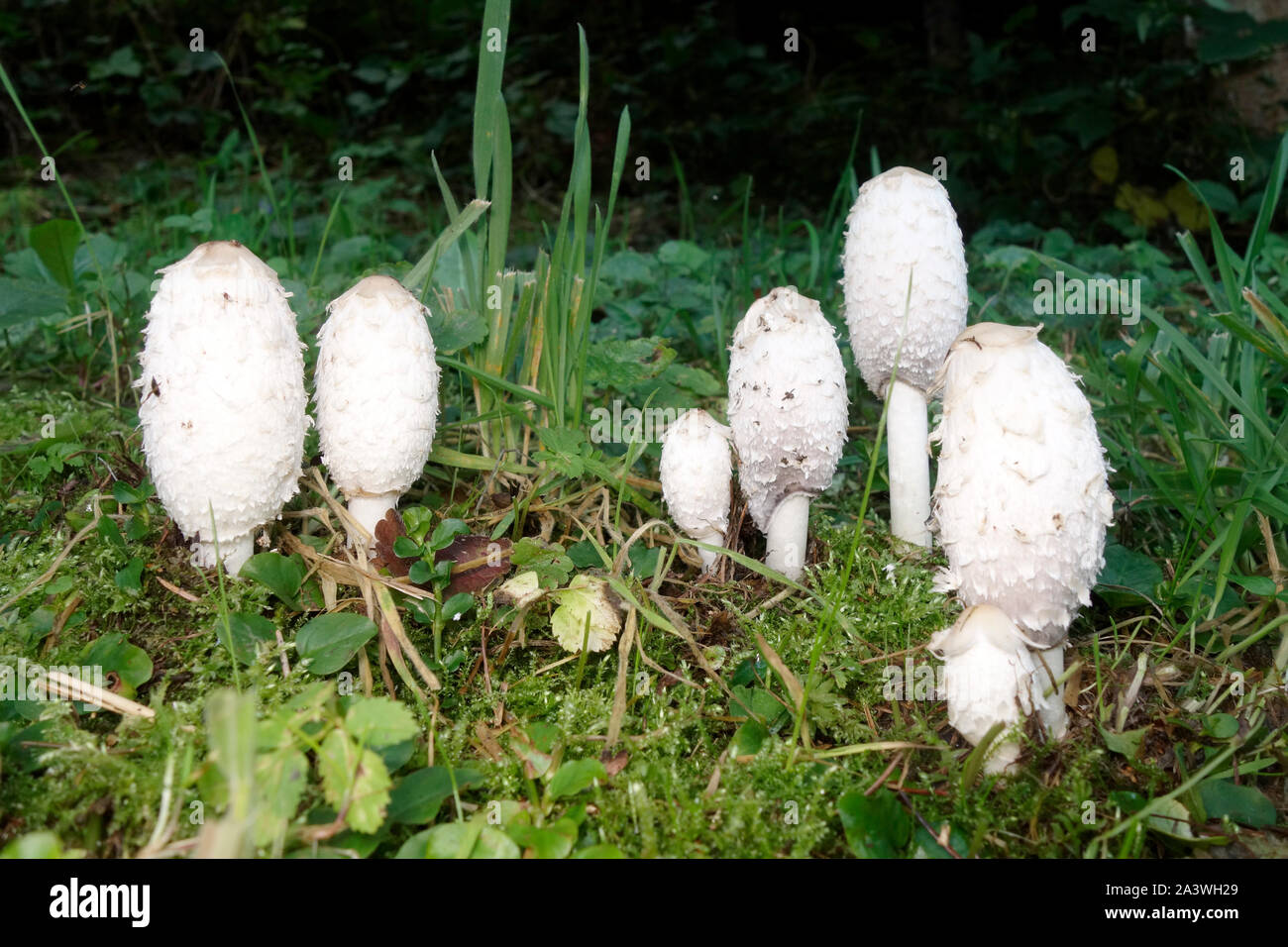 Coprinus comatus champignons E dible, localement appelé le cap d'encre shaggy ; avocat ; ou la perruque de crinière hirsute. Banque D'Images