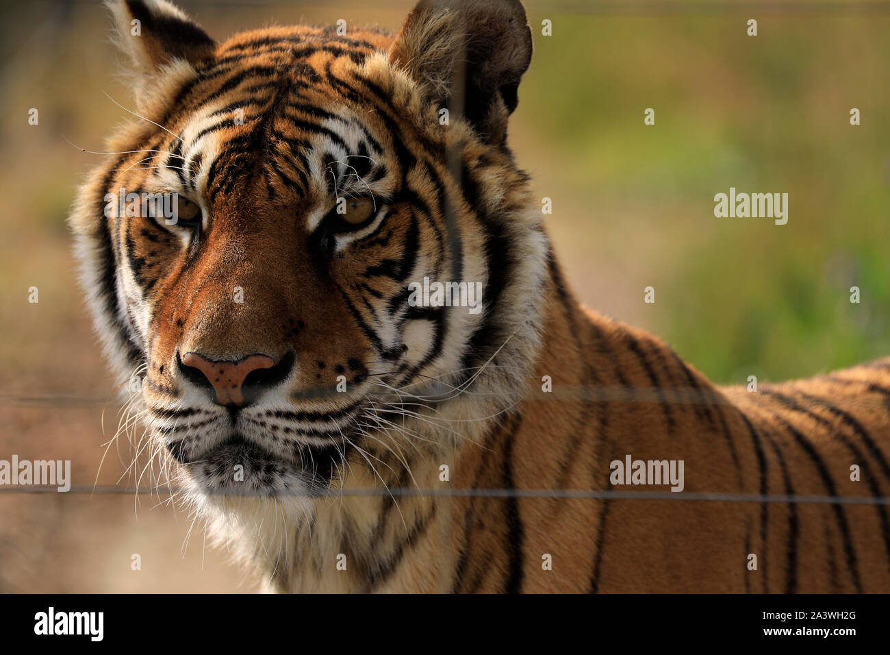 Un tigre du Bengale (Panthera tigris tigris) dans le parc du Lion Drakenstein, Klapmuts, Cape Winelands, Afrique du Sud Banque D'Images