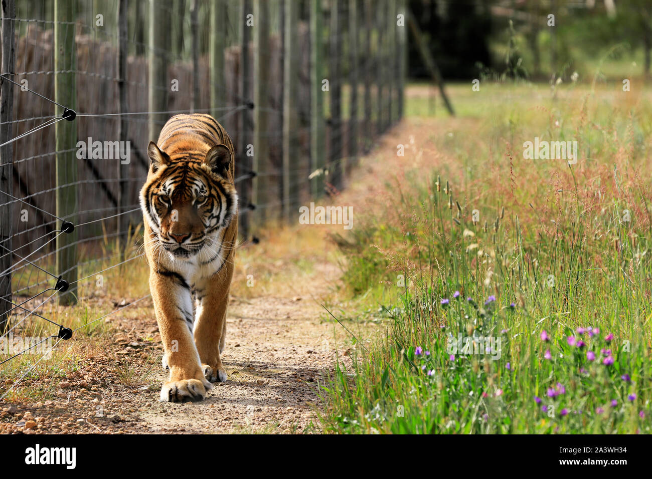 Un tigre du Bengale (Panthera tigris tigris) dans le parc du Lion Drakenstein, Klapmuts, Cape Winelands, Afrique du Sud Banque D'Images
