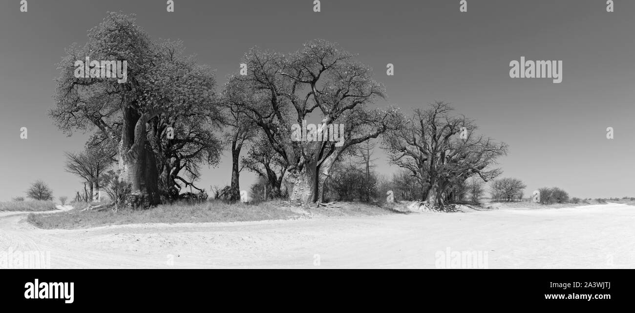 Baines baobab de Nxai Pan National Park Botswana en noir et blanc Banque D'Images