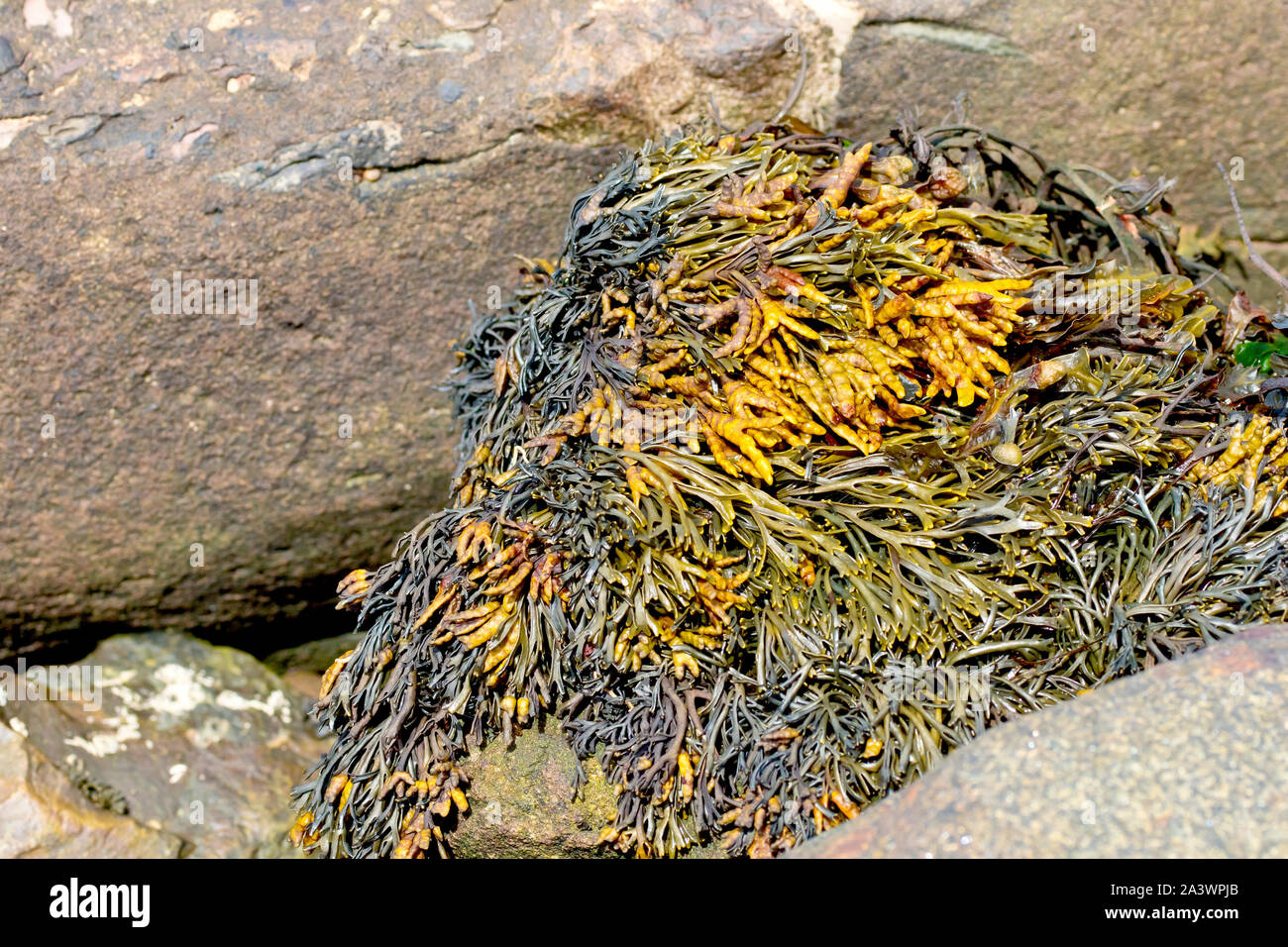 Rack (algues pelvetia canalisée canaliculata), close up montrant qu'il l'étouffement un rocher sur la plage à marée basse. Banque D'Images