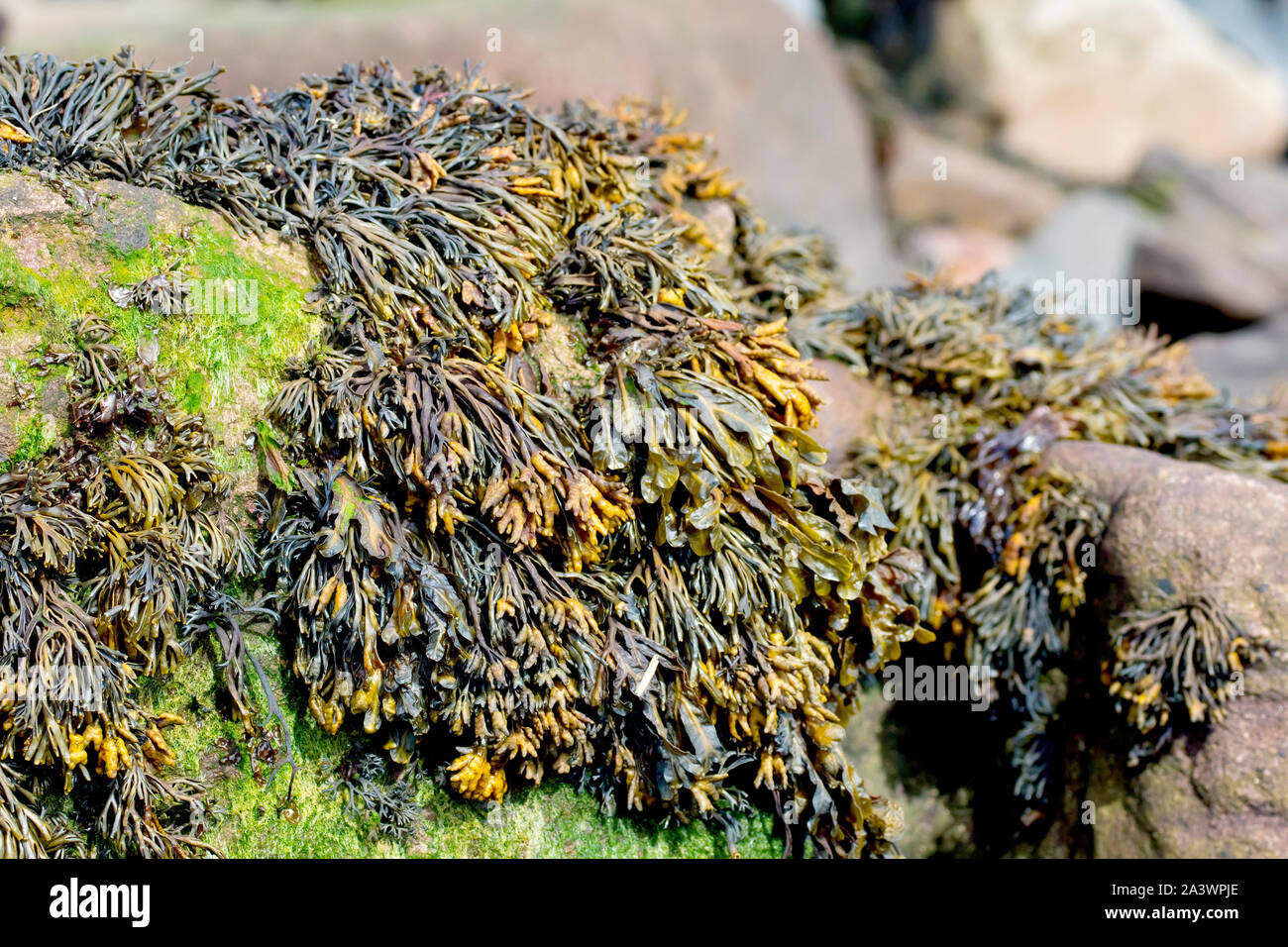 Rack (algues pelvetia canalisée canaliculata), close up montrant qu'il l'étouffement un rocher sur la plage à marée basse. Banque D'Images